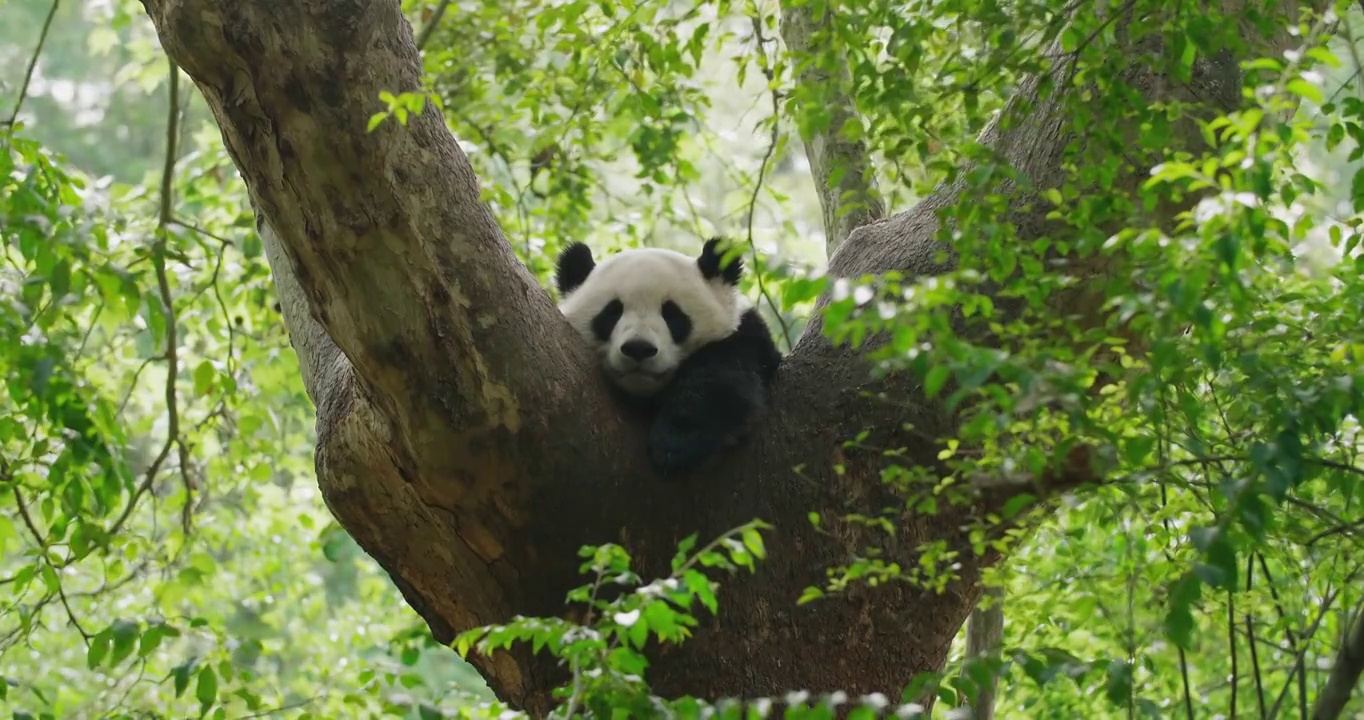 一只熊猫在树上视频素材
