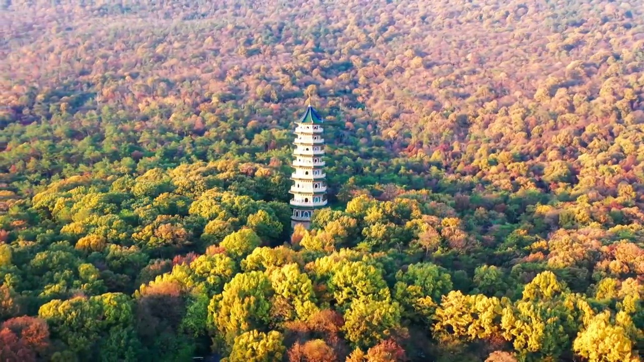 秋天的灵谷寺是最美的视频下载