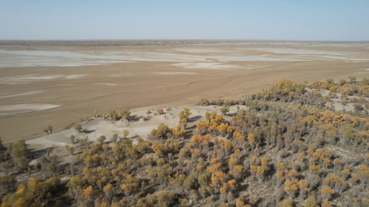 中国新疆塔克拉玛干沙漠胡杨林秋天自然风光航拍视频素材