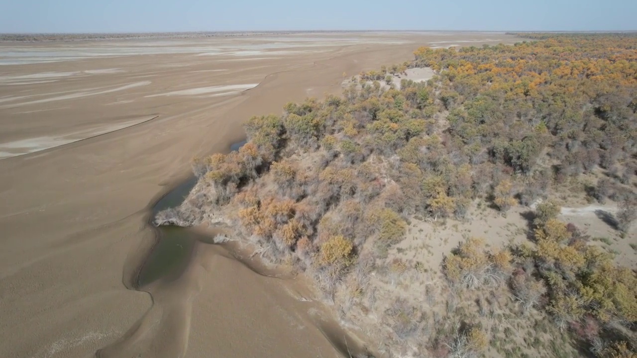 中国新疆塔克拉玛干沙漠胡杨林秋天自然风光航拍视频素材