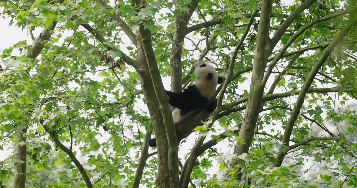 一只在树上的熊猫视频素材