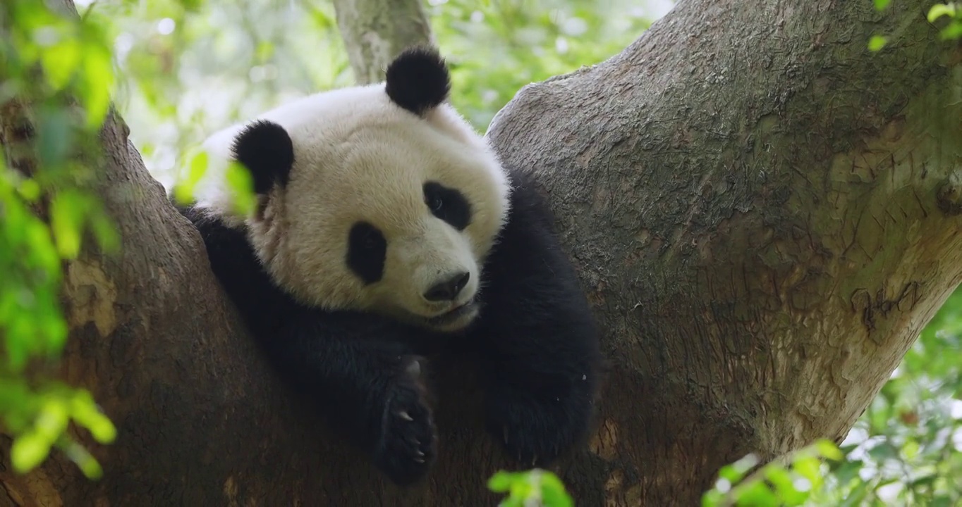 一只在树上的熊猫视频素材