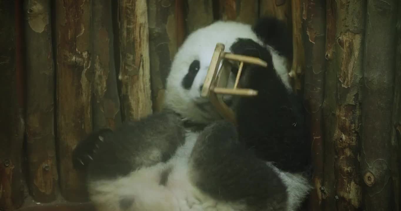 一只熊猫在树边玩视频素材