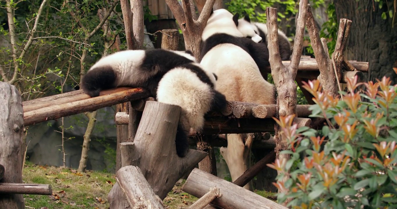 四只熊猫在玩耍视频素材