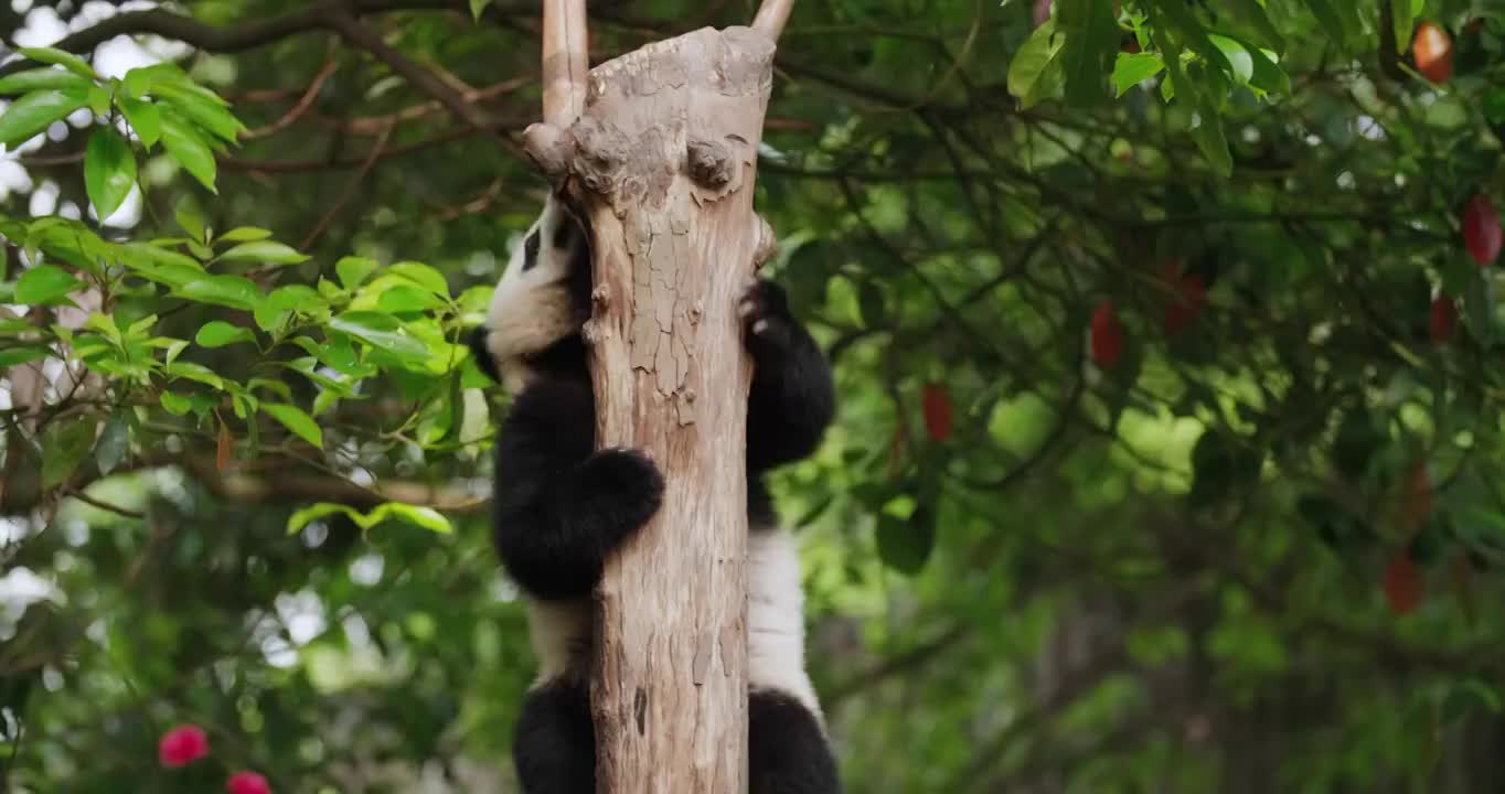 一只在爬树的熊猫视频素材
