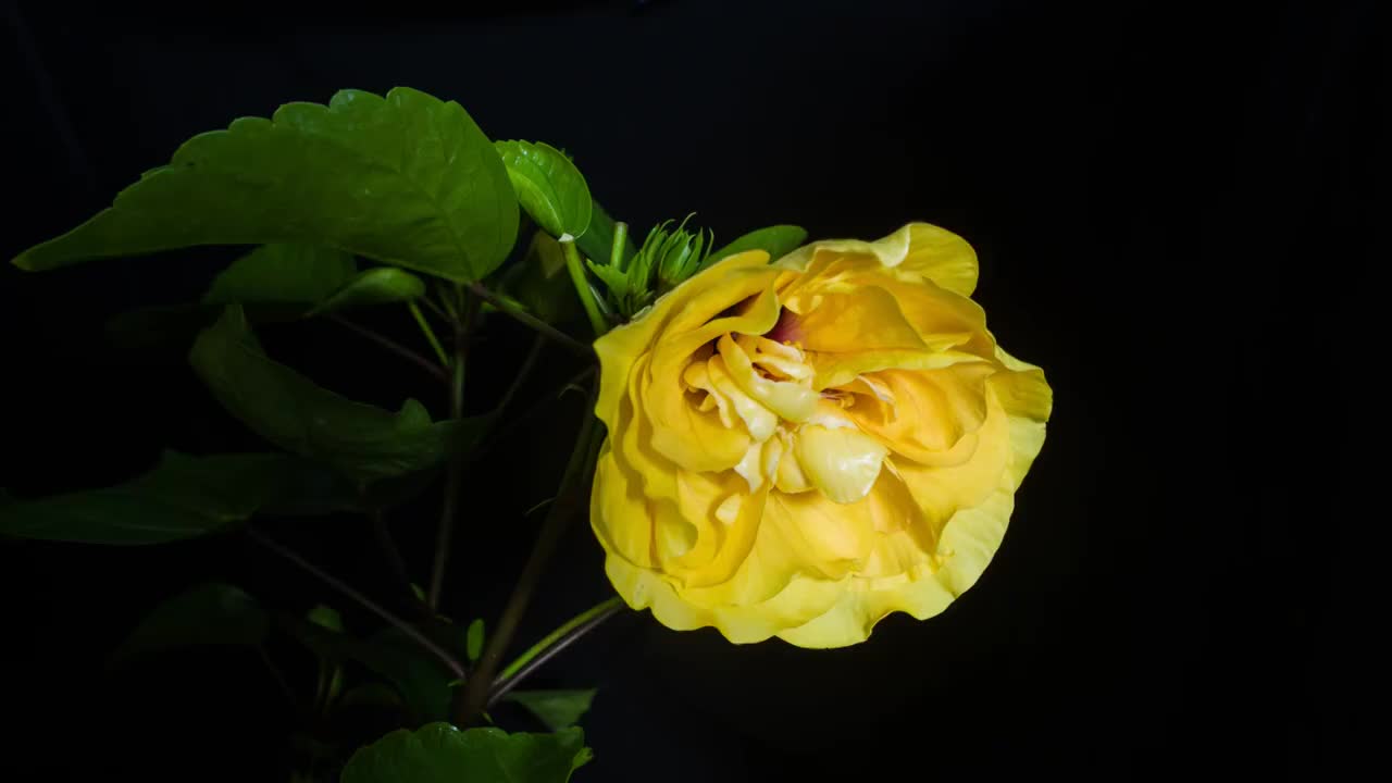 木槿开花延时视频素材