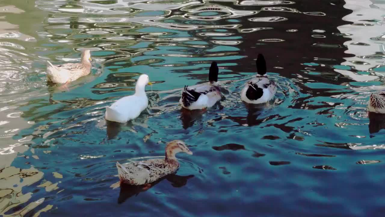 自在地游动的鸭子视频素材