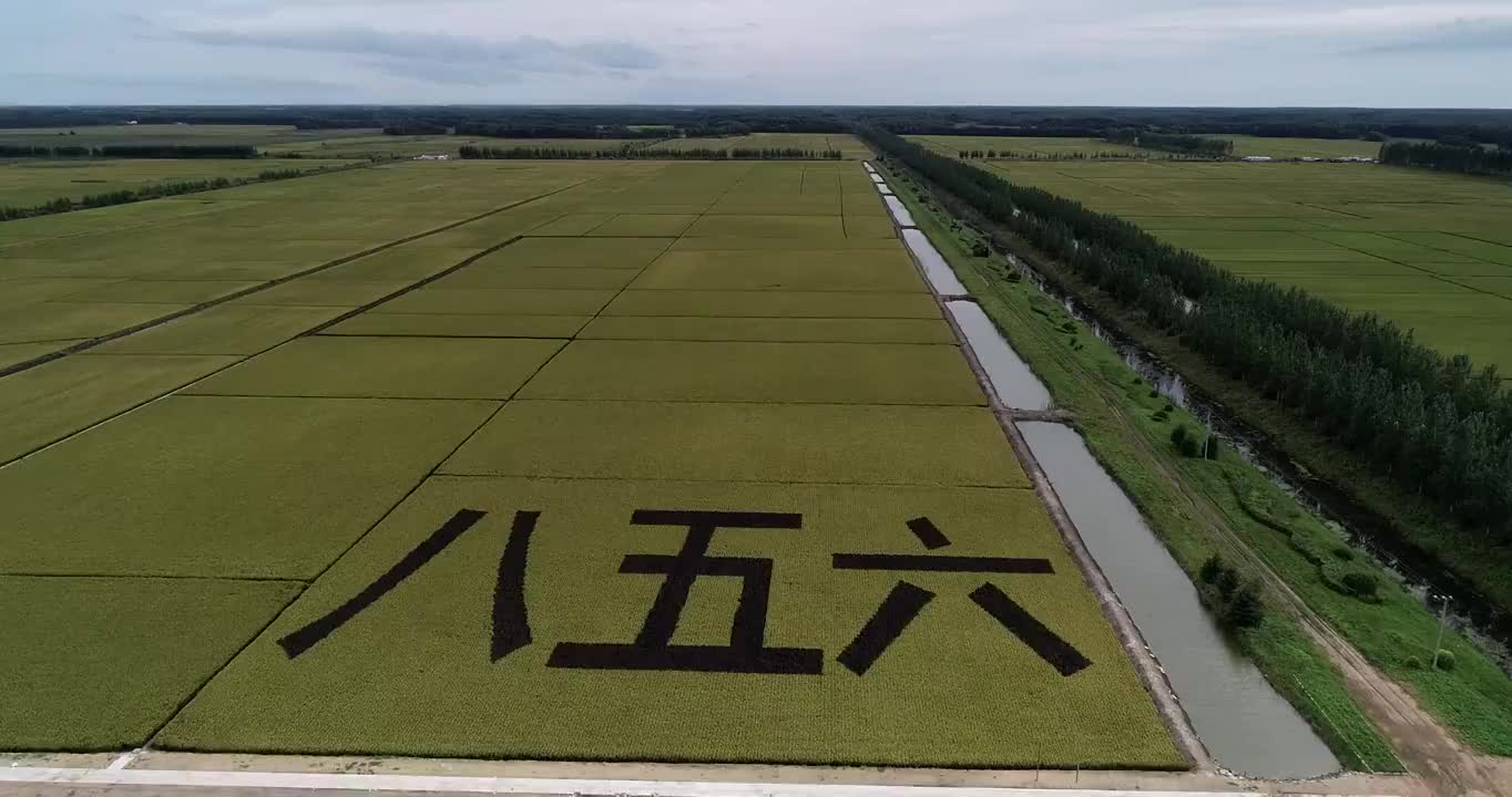 黑龙江鸡西：兴凯湖北岸万顷稻田视频素材