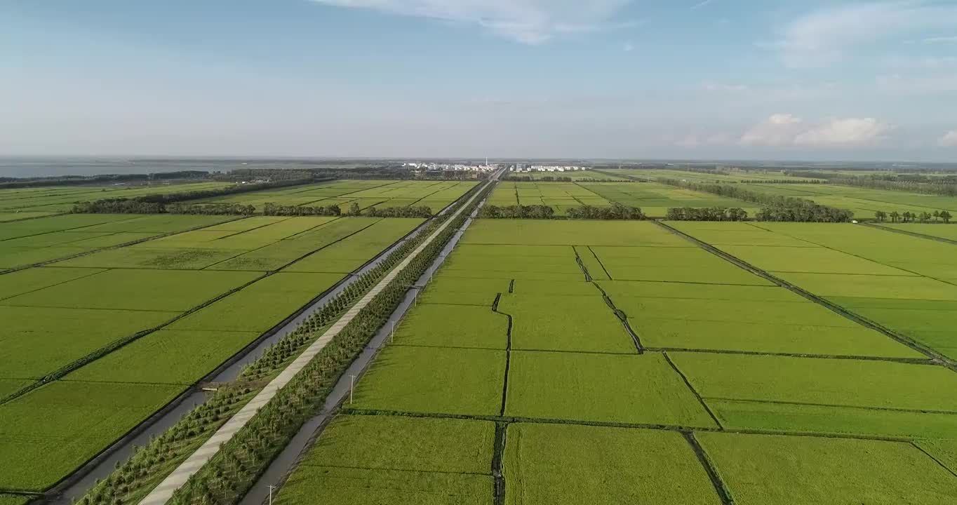 黑龙江鸡西：兴凯湖北岸万顷稻田视频素材