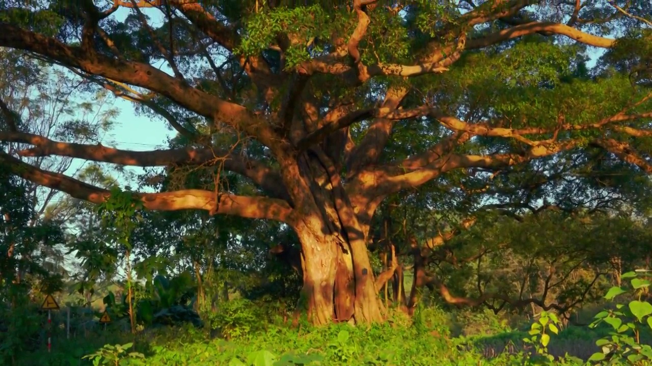 光影婆娑的榕树视频素材