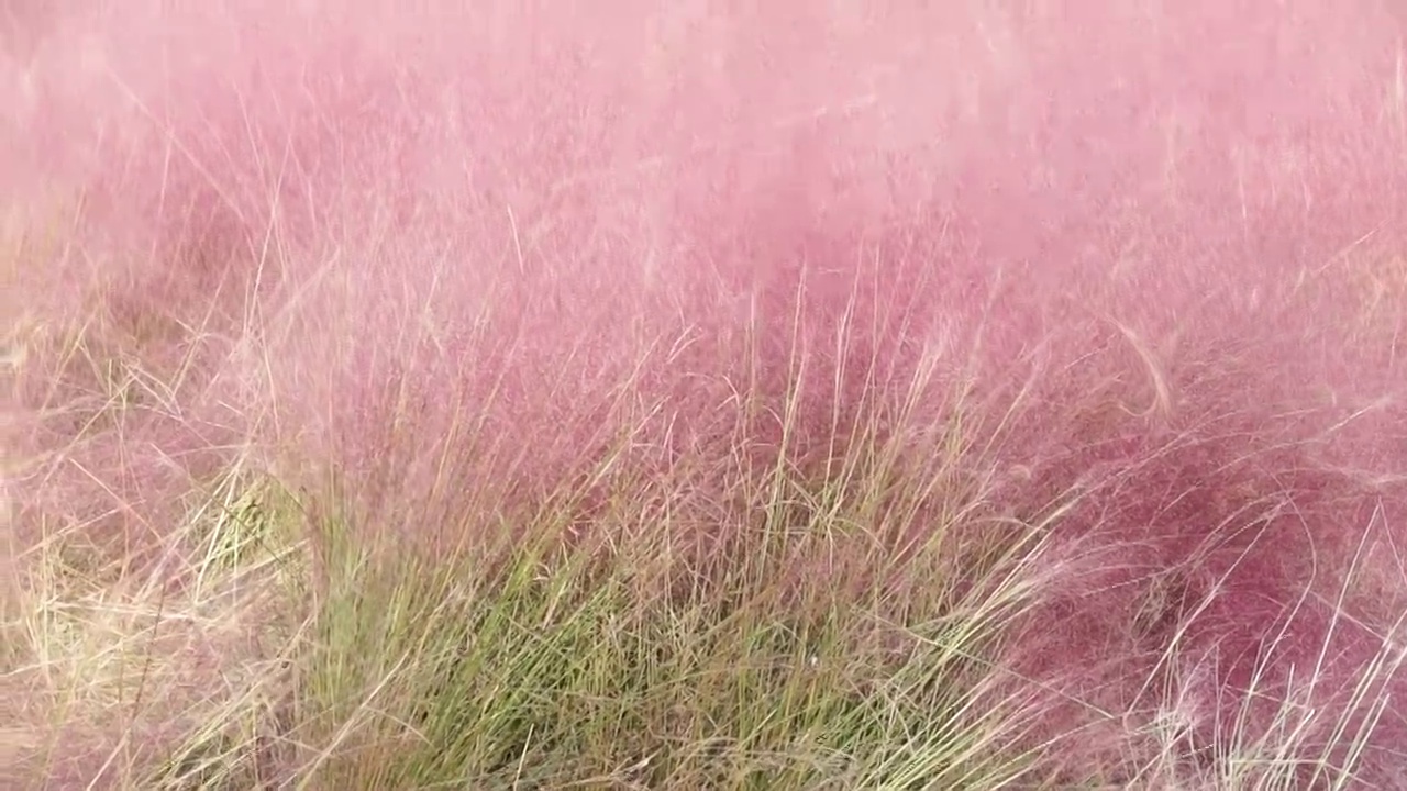 公园粉红色的粉黛乱子草视频下载