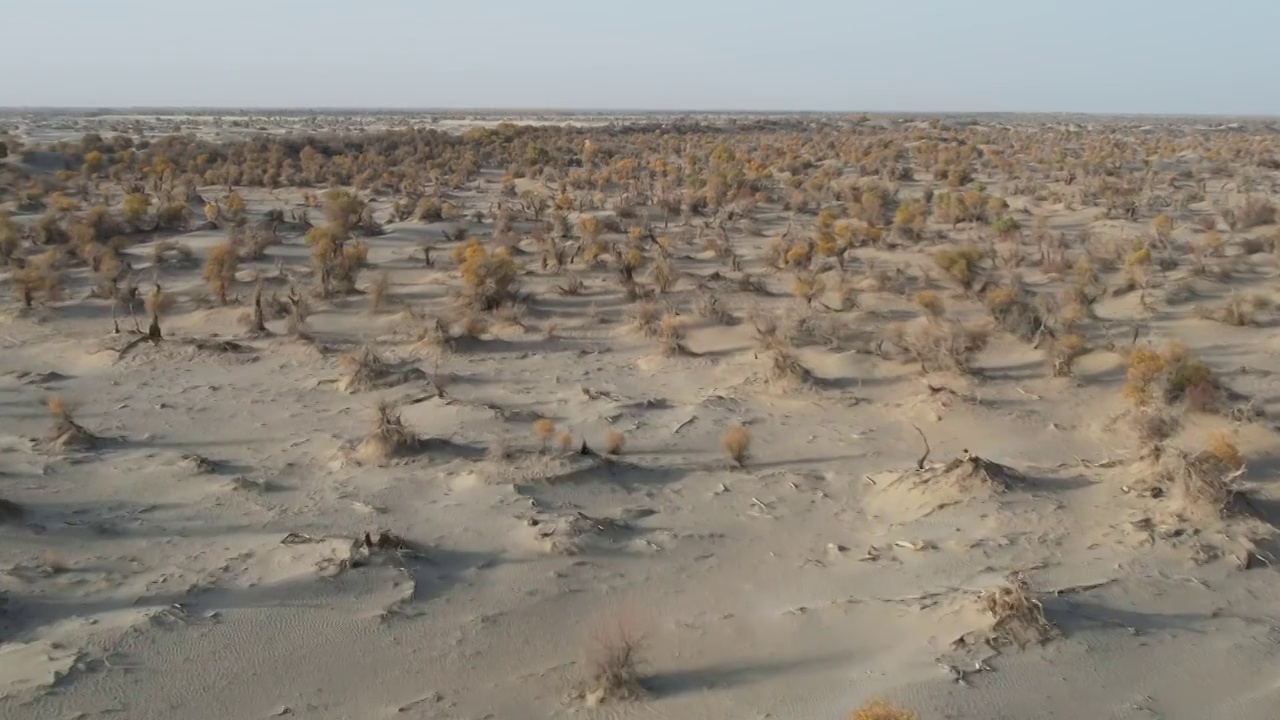 新疆塔里木盆地塔克拉玛干沙漠航拍胡杨林自然风光视频素材