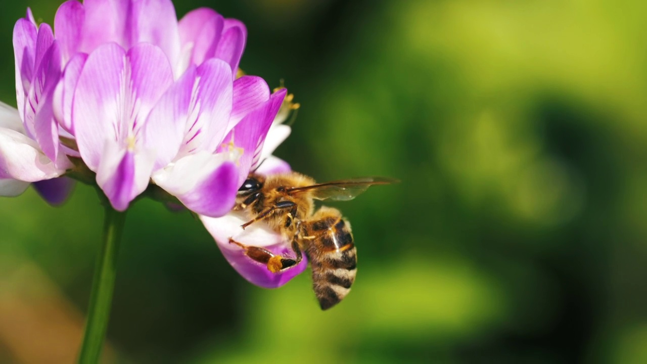 蜜蜂在花丛中工作视频素材