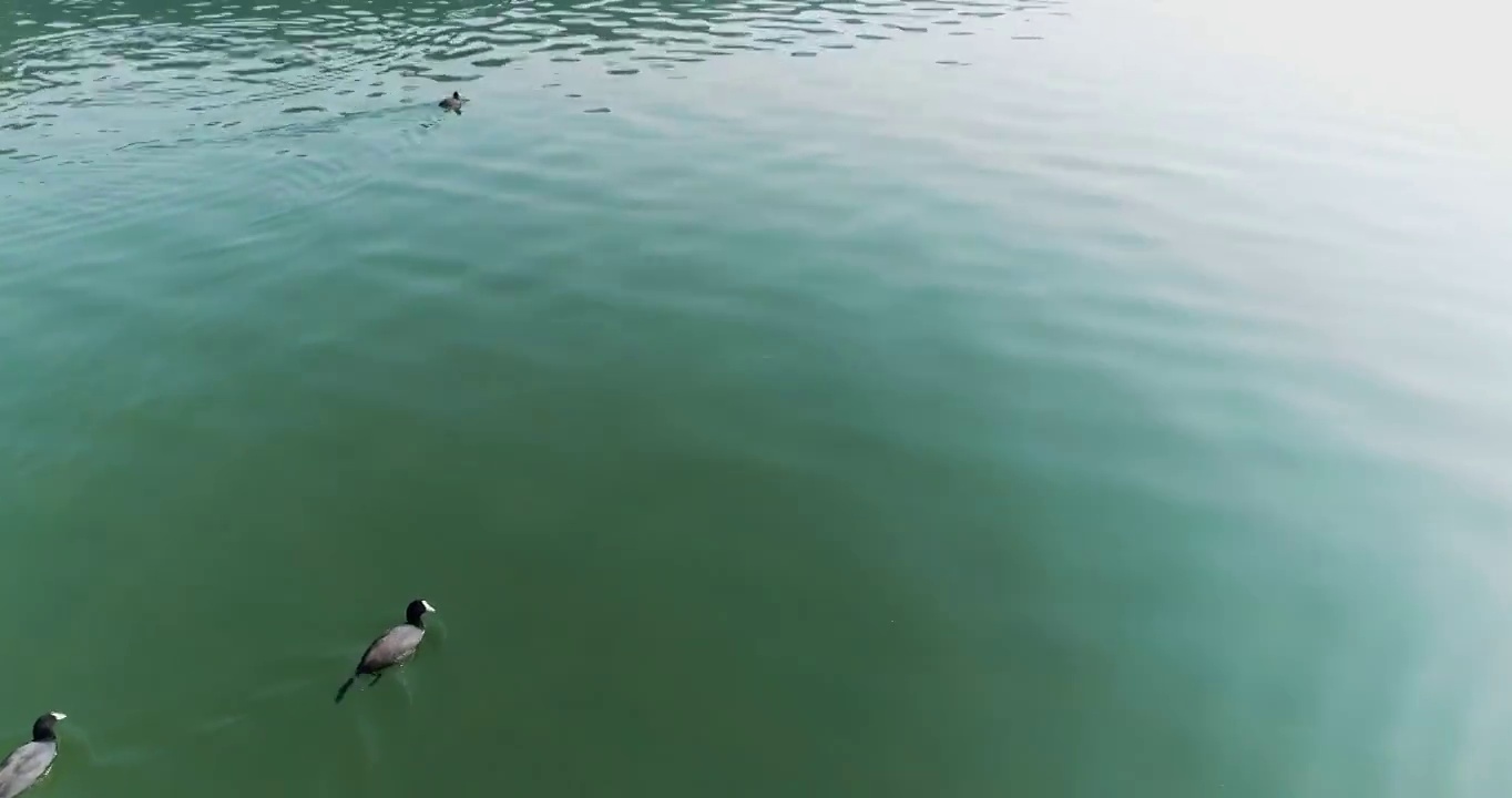 野鸭在河里游视频素材