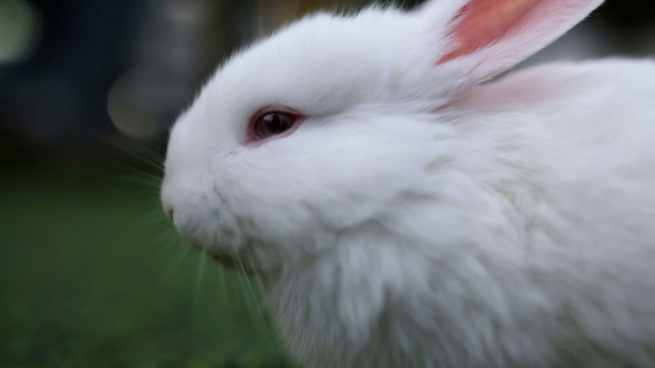 兔子吃胡萝卜视频下载