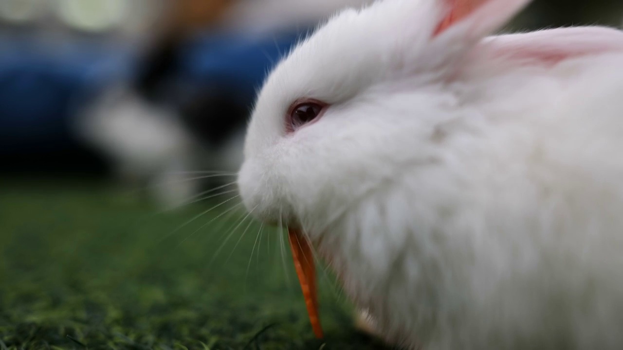 兔子吃胡萝卜视频下载