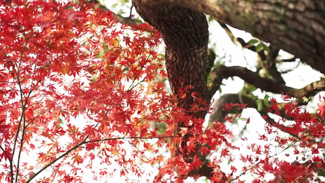 深秋红色的枫叶视频素材