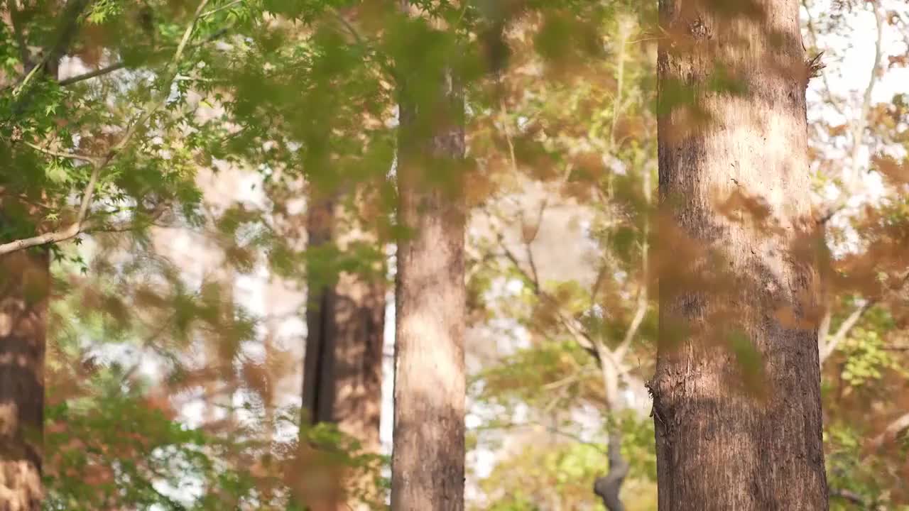 初冬枫树林视频素材