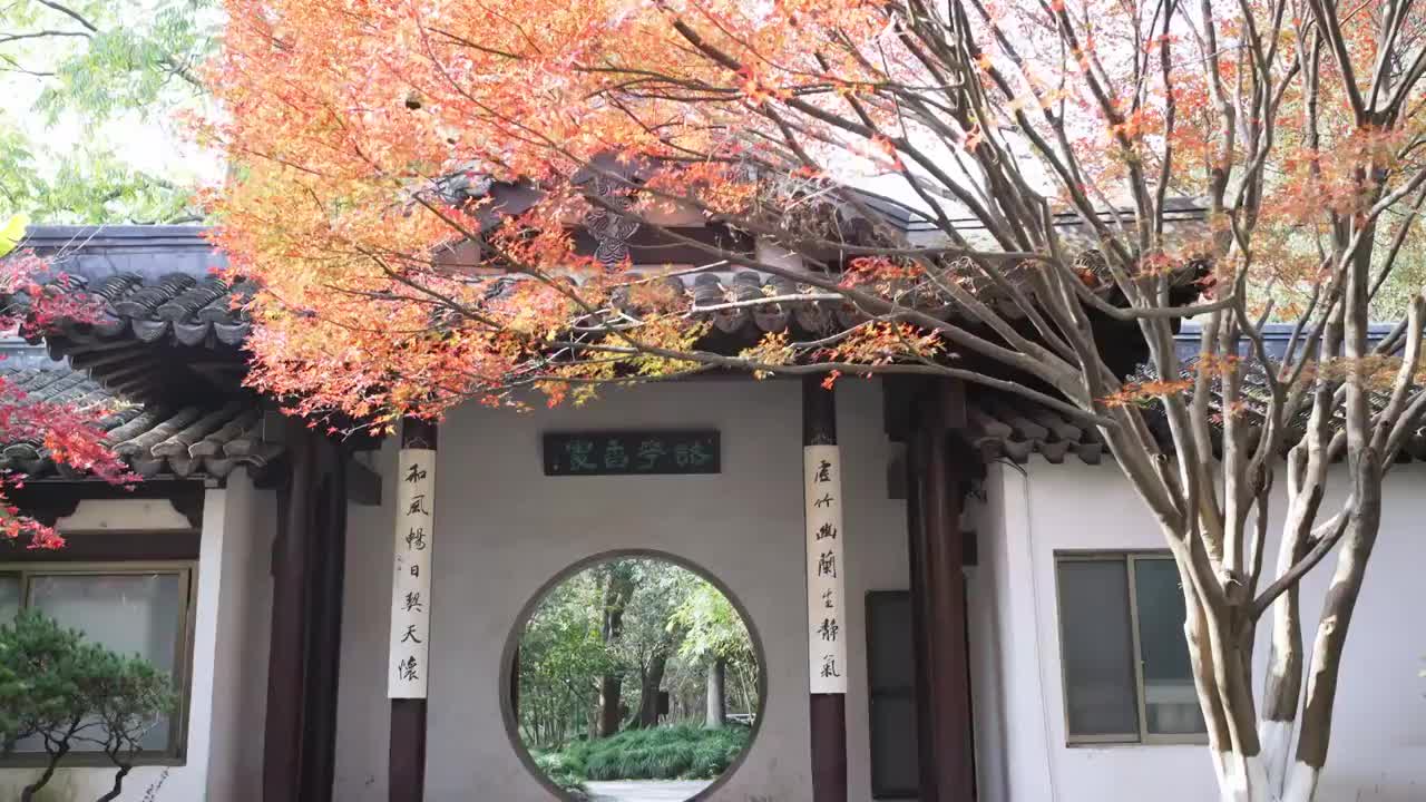 杭州曲院风荷景区古典建筑和红枫视频素材