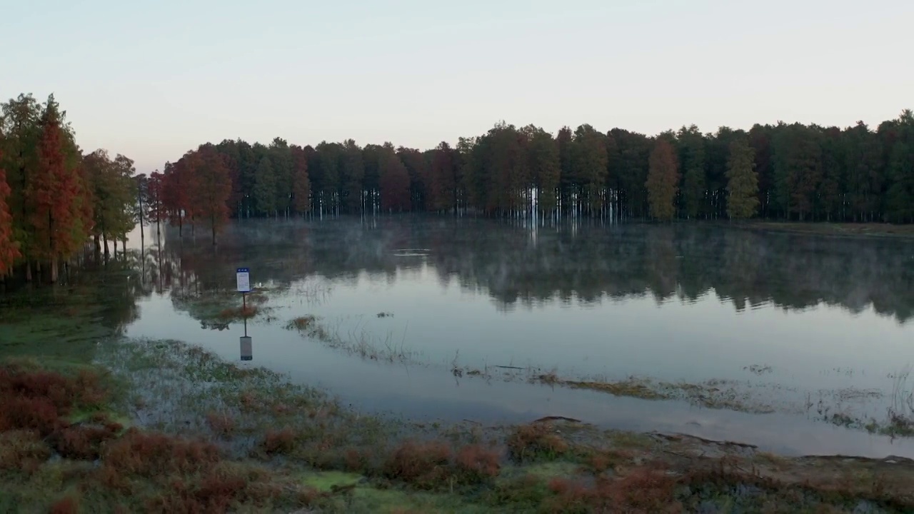 四明湖红杉林湿地秋季晨雾风光4K航拍视频素材