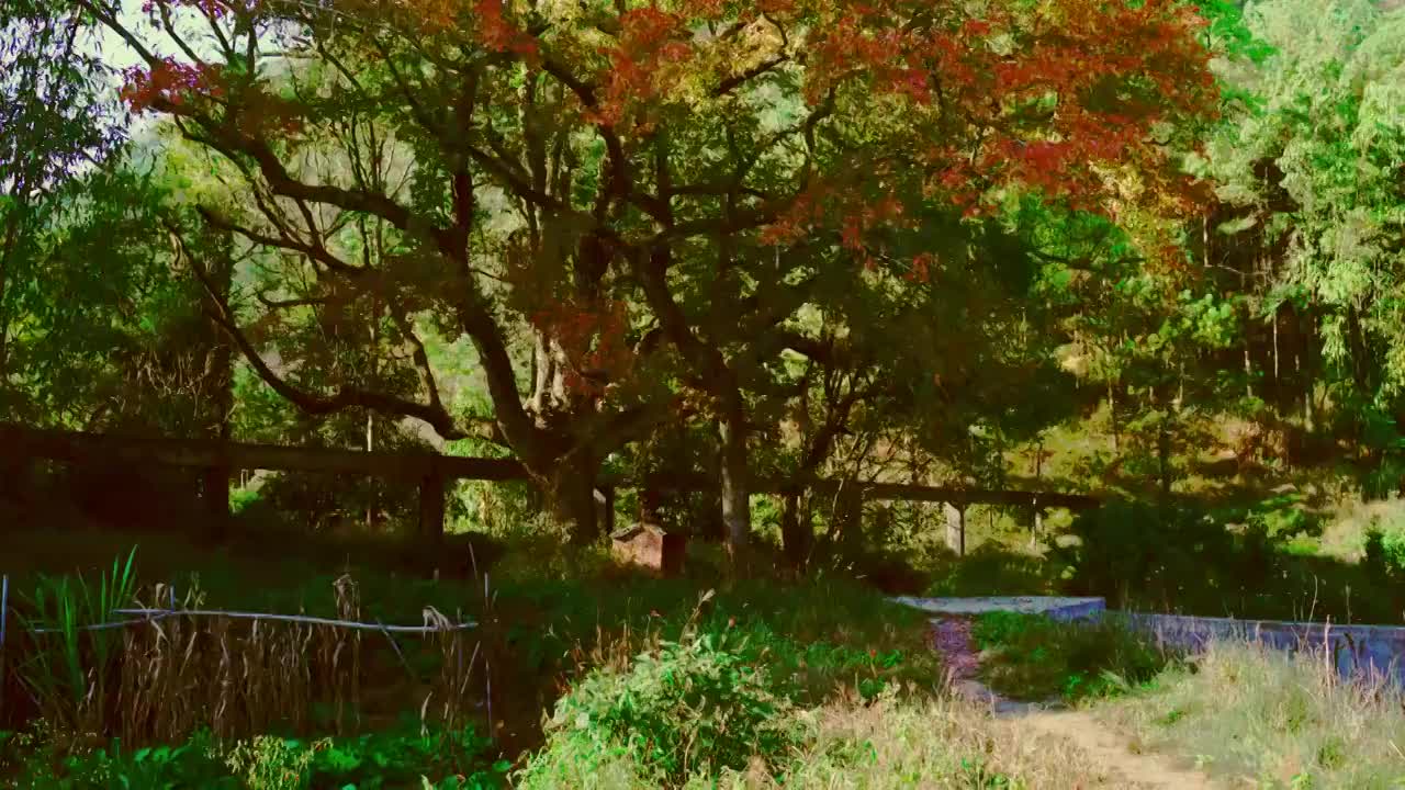 枫树秋色视频素材
