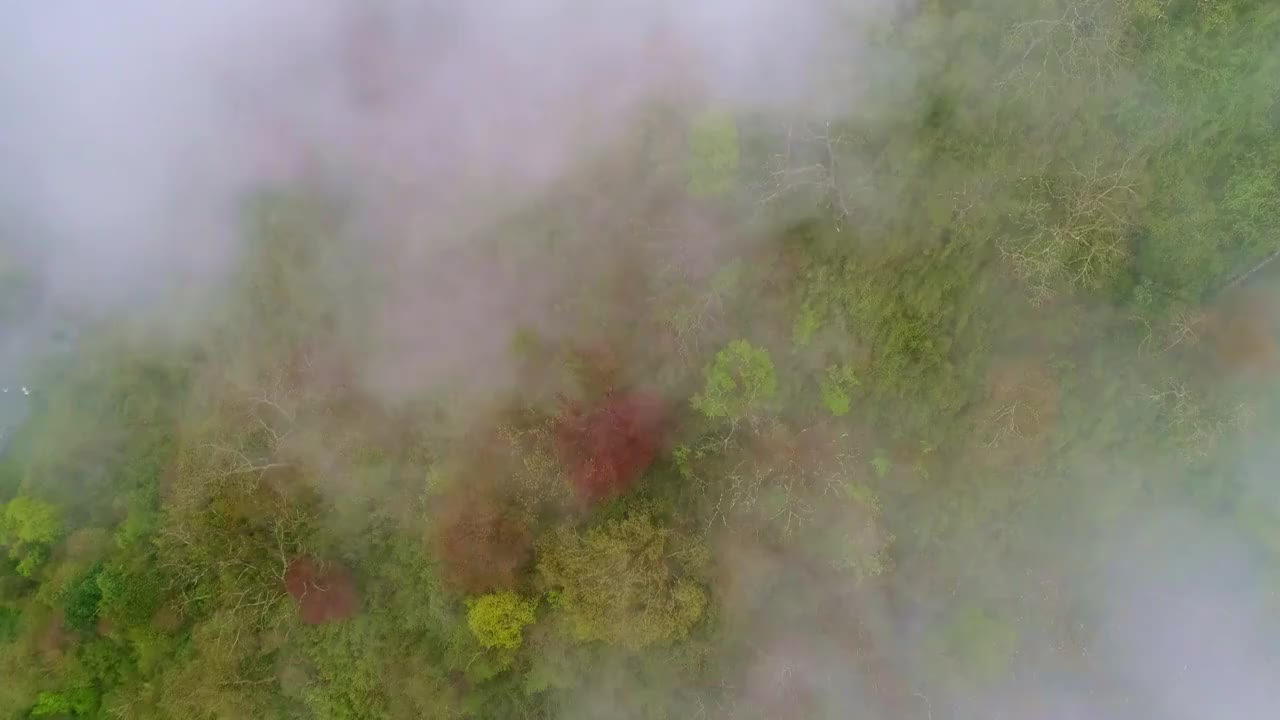 中国四川省卧龙云雾缭绕的山谷视频素材