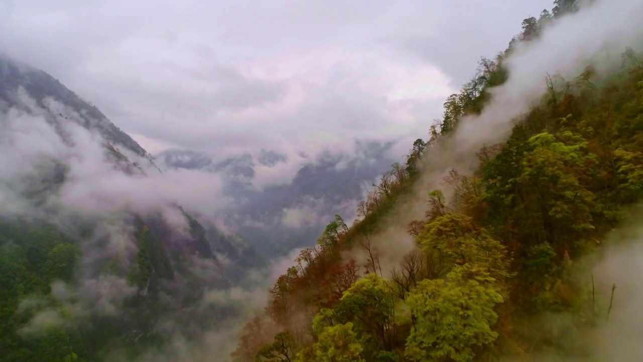 中国四川卧龙云雾缭绕的山谷视频素材