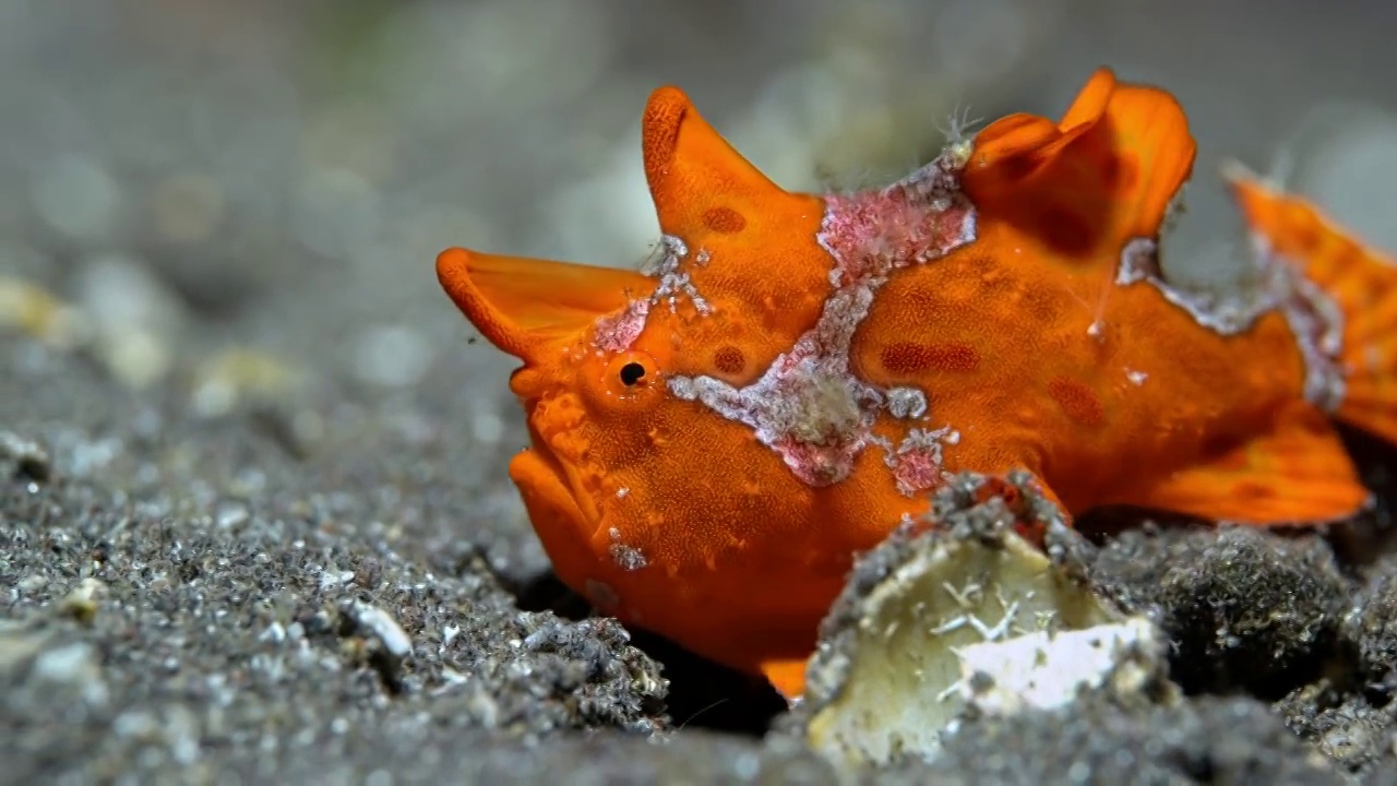 水下摄影神奇神秘的海底世界红色青蛙鱼视频下载