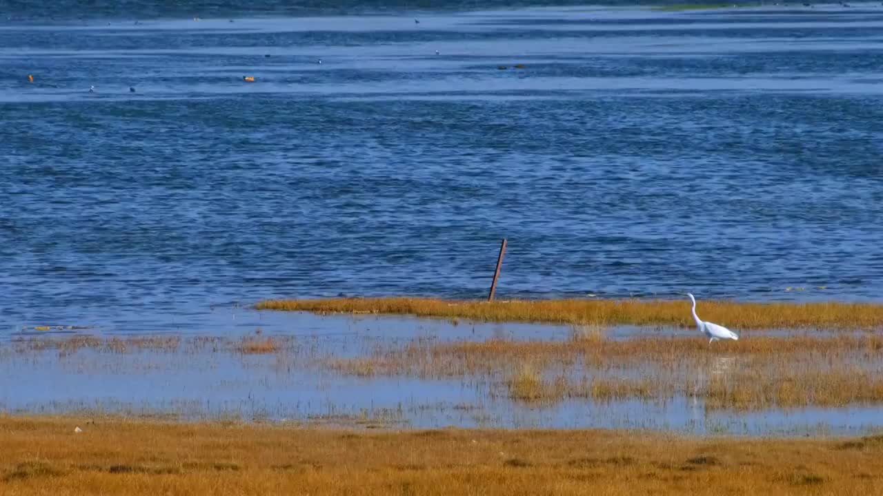 中国青海省青海湖水边候鸟视频素材