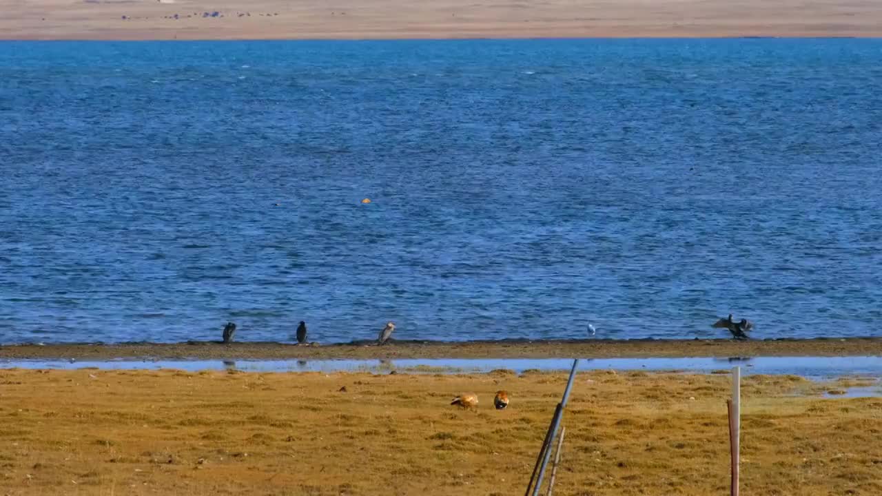 中国青海省青海湖水边候鸟视频素材