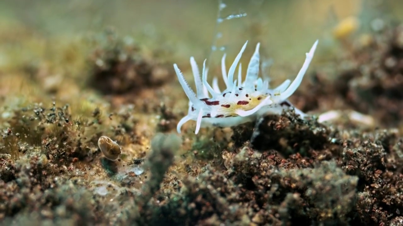 水下摄影神奇神秘的海底世界海兔海蛞蝓视频下载