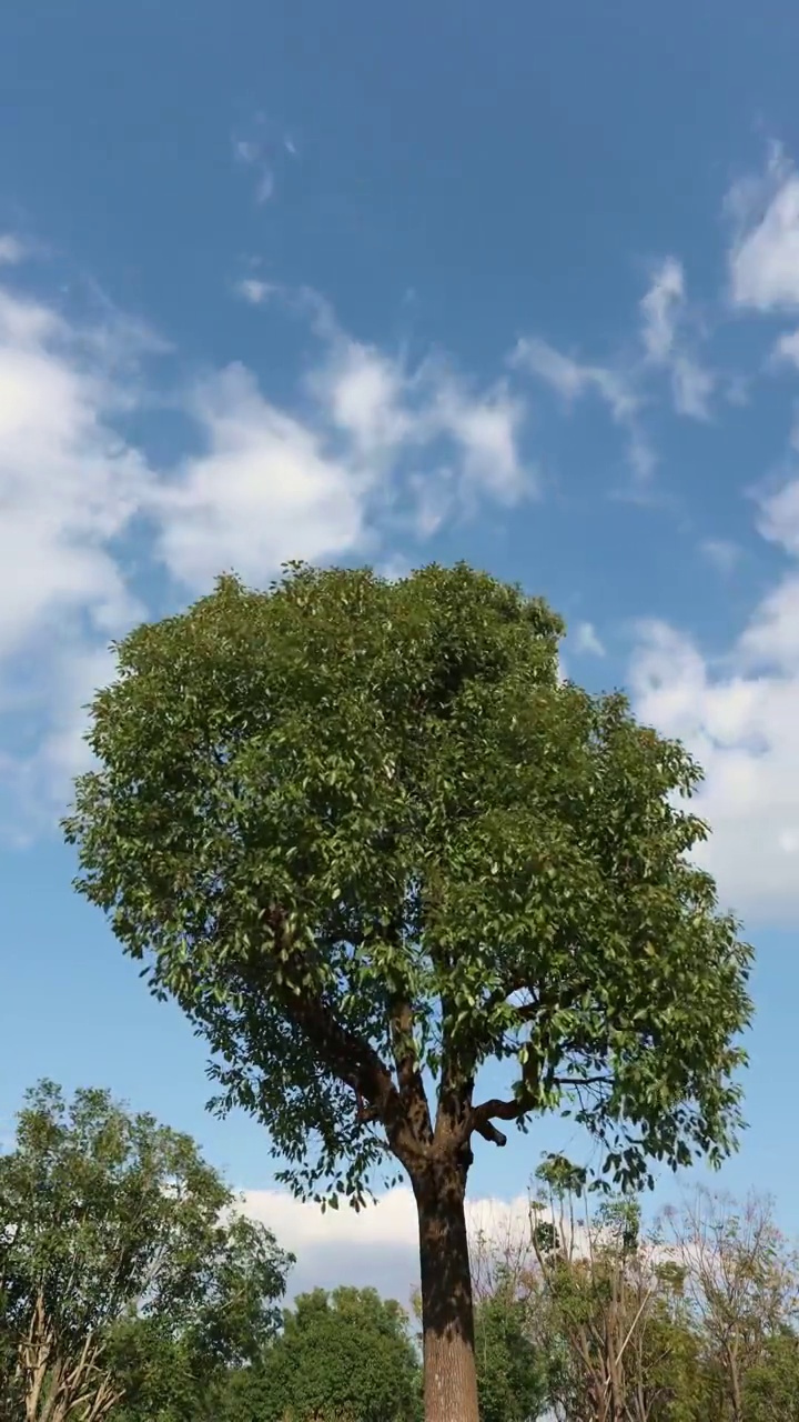 一棵树延时摄影视频素材