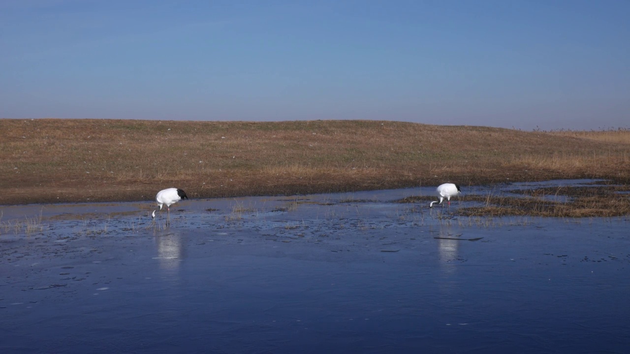 扎龙国家级自然保护区初冬湖面上觅食的丹顶鹤视频素材