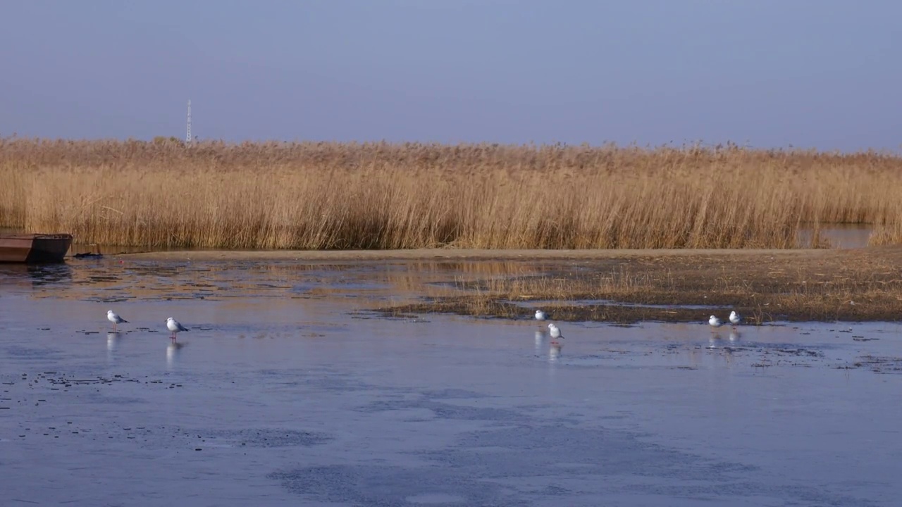 扎龙国家级自然保护区初冬湖面上觅食的丹顶鹤视频素材
