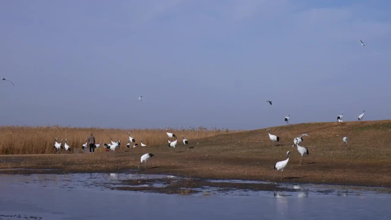 初冬黑龙江扎龙国家级自然保护区冰面上觅食的丹顶鹤群视频素材