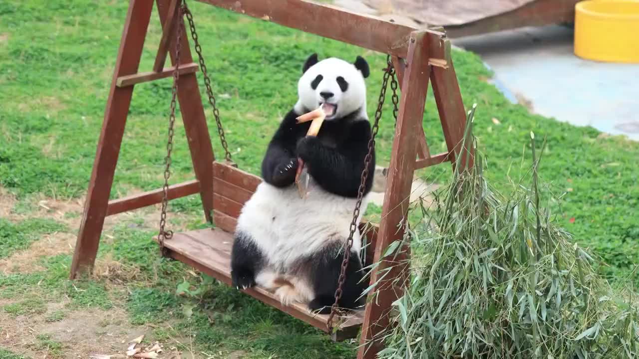 坐在秋千上吃竹笋的国宝大熊猫视频素材