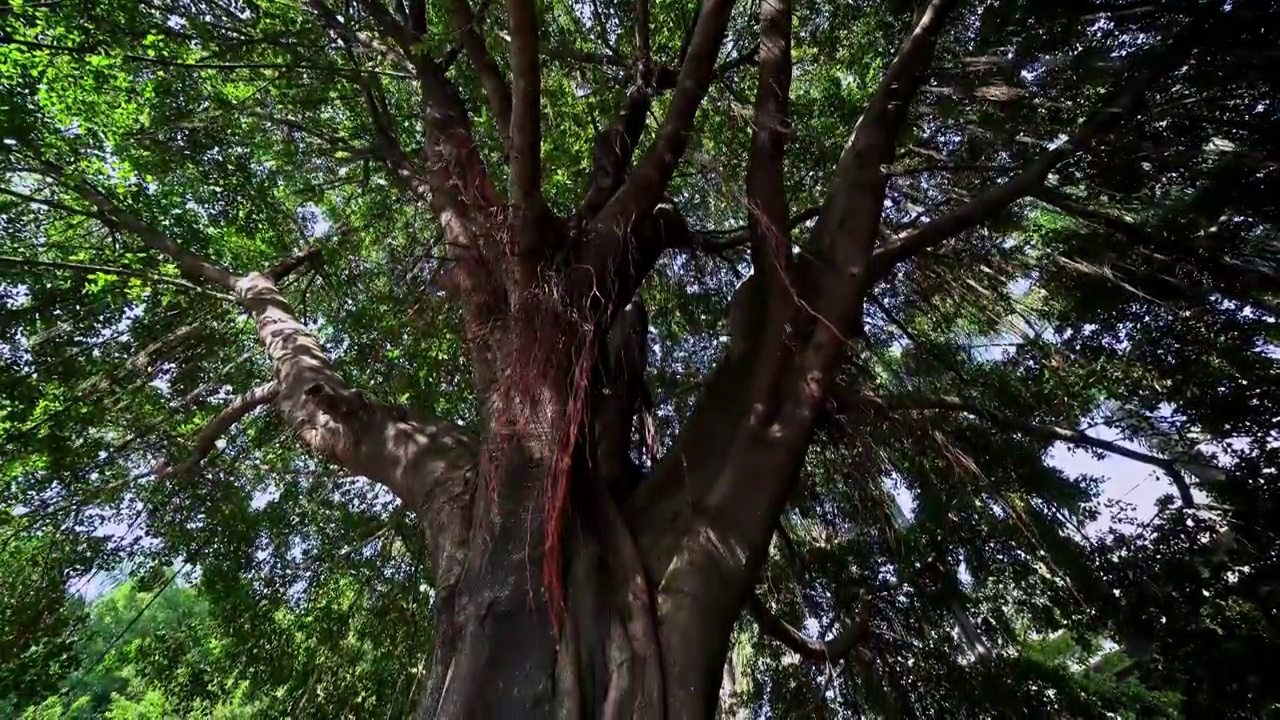 茂盛的参天古树根系视频素材