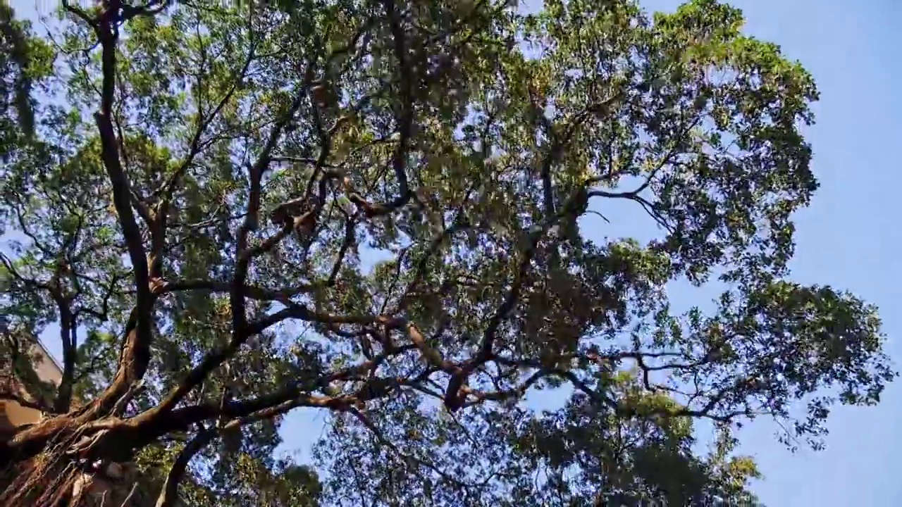 茂盛的参天古树根系视频素材