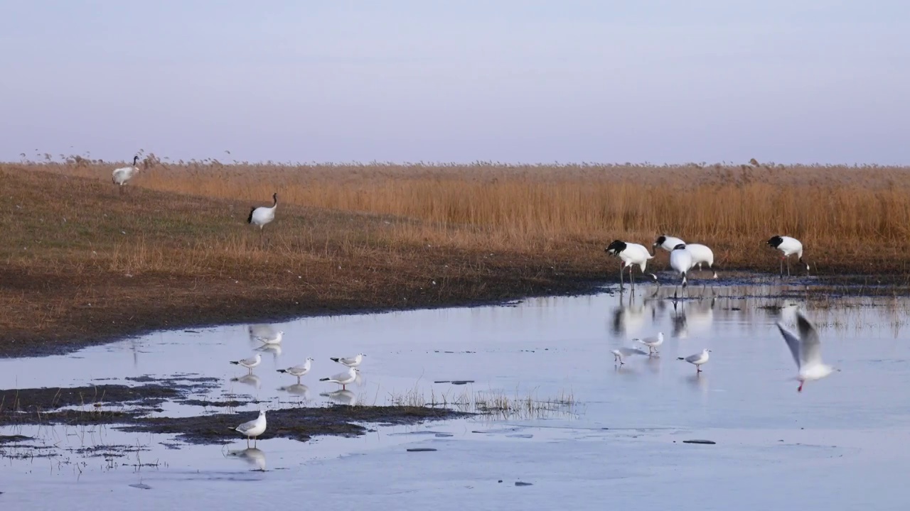 黑龙江扎龙国家级自然保护区秋季湿地丹顶鹤，仙鹤，鹤视频素材