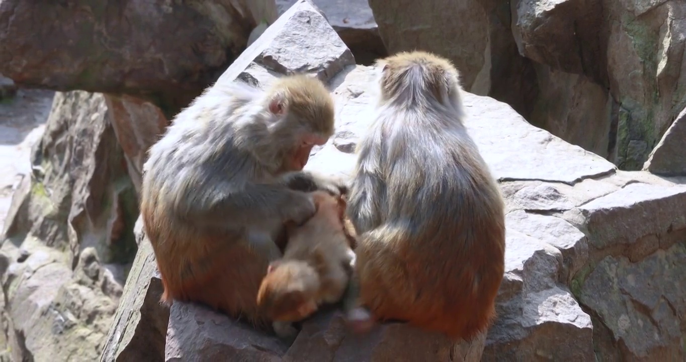 4K拍摄猴子互相抓虱子行为特写镜头素材视频素材
