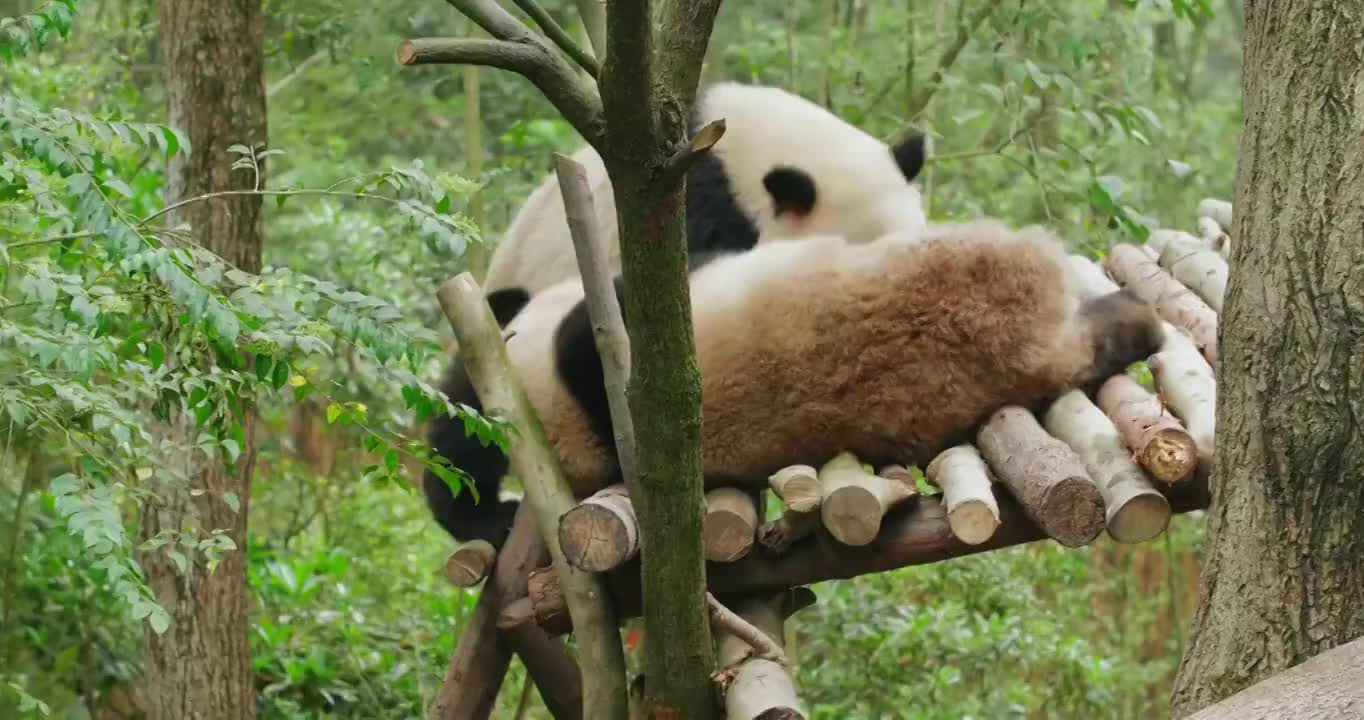 大熊猫坐在树上休息大自然中的野生动物4k镜头视频素材