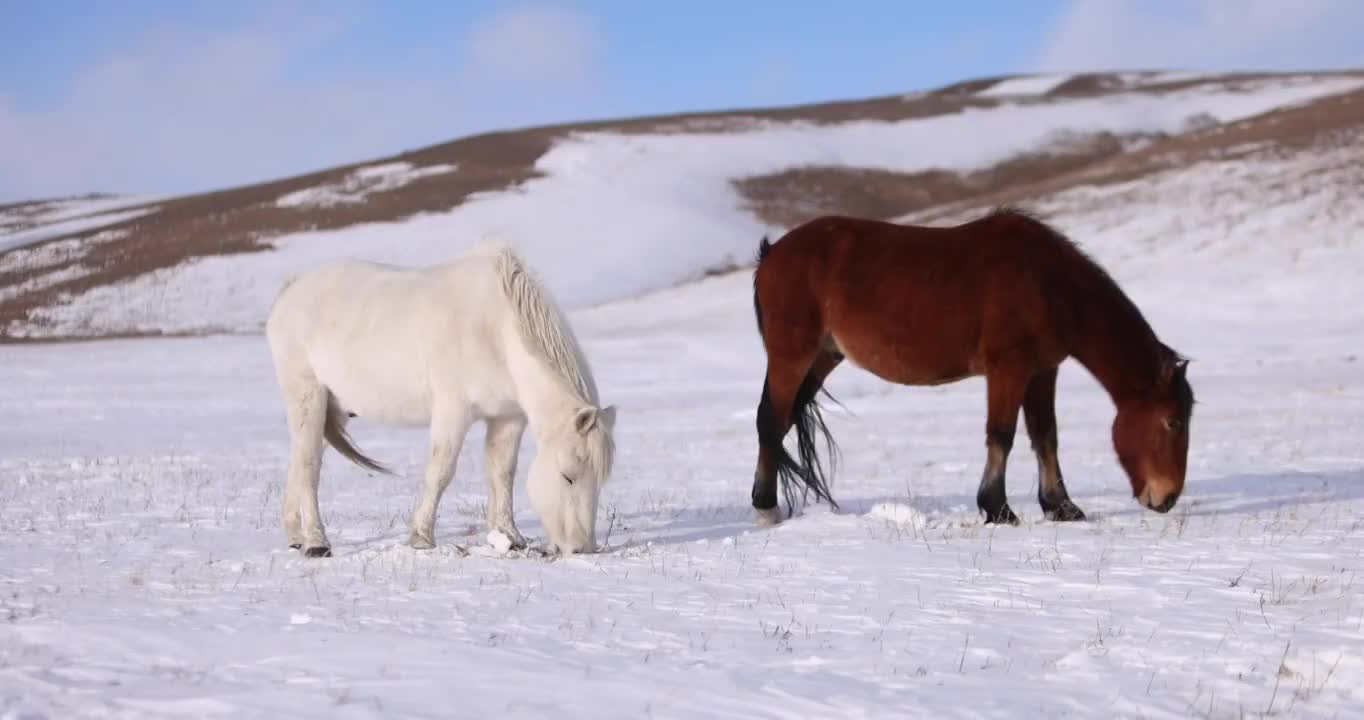 雪原上的马视频素材
