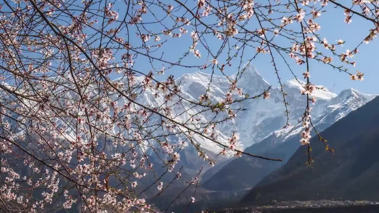 南迦巴瓦峰下的桃花视频下载