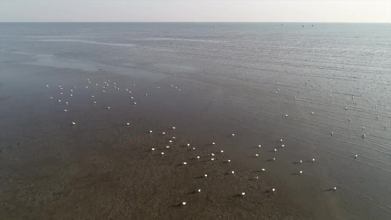 三娘湾海鸥视频素材