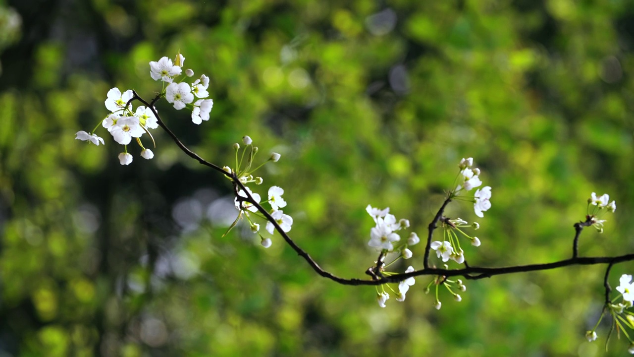 垂直4k的蜜蜂采集花粉和花蜜的画面，梨白色花朵的枝条上盛开着深色的木材背景4k春季的清新自然背景画面视频素材