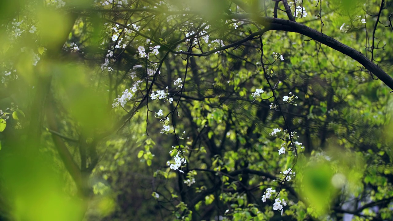 垂直4k的蜜蜂采集花粉和花蜜的画面，梨白色花朵的枝条上盛开着深色的木材背景4k春季的清新自然背景画面视频素材