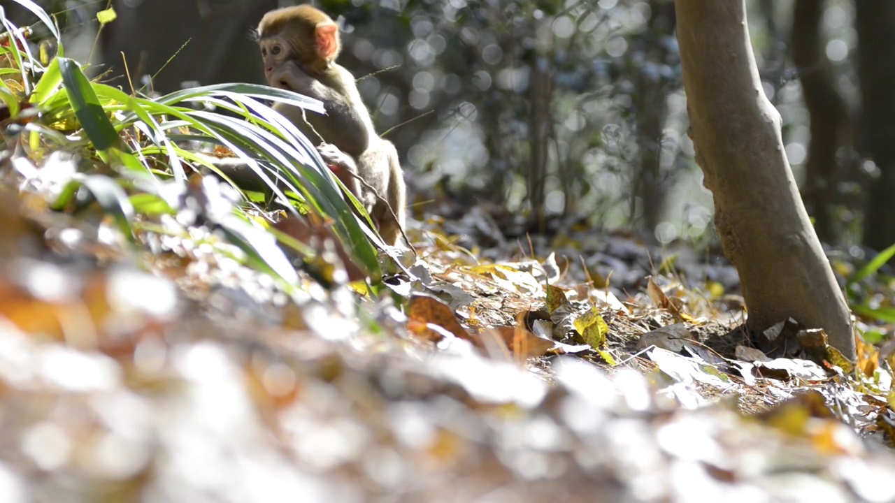 贵阳市森林公园猕猴视频素材