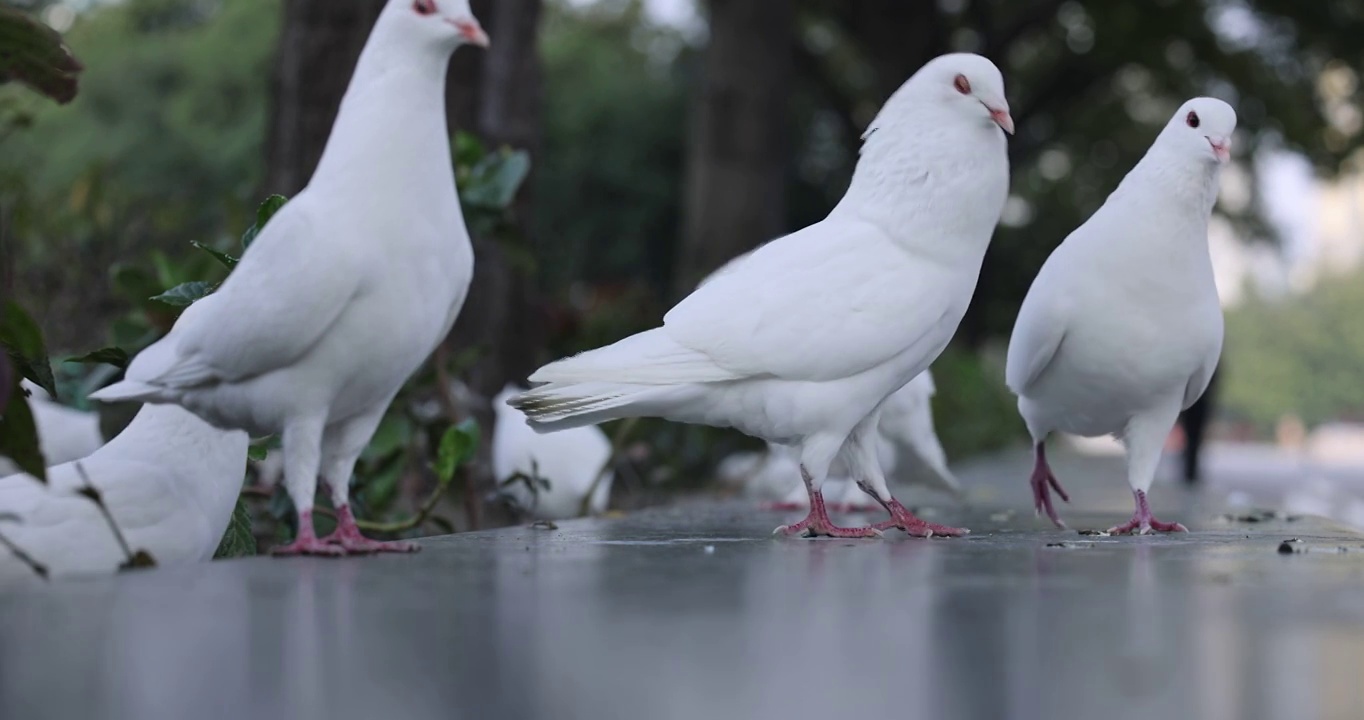 一群鸽子在台阶上视频下载