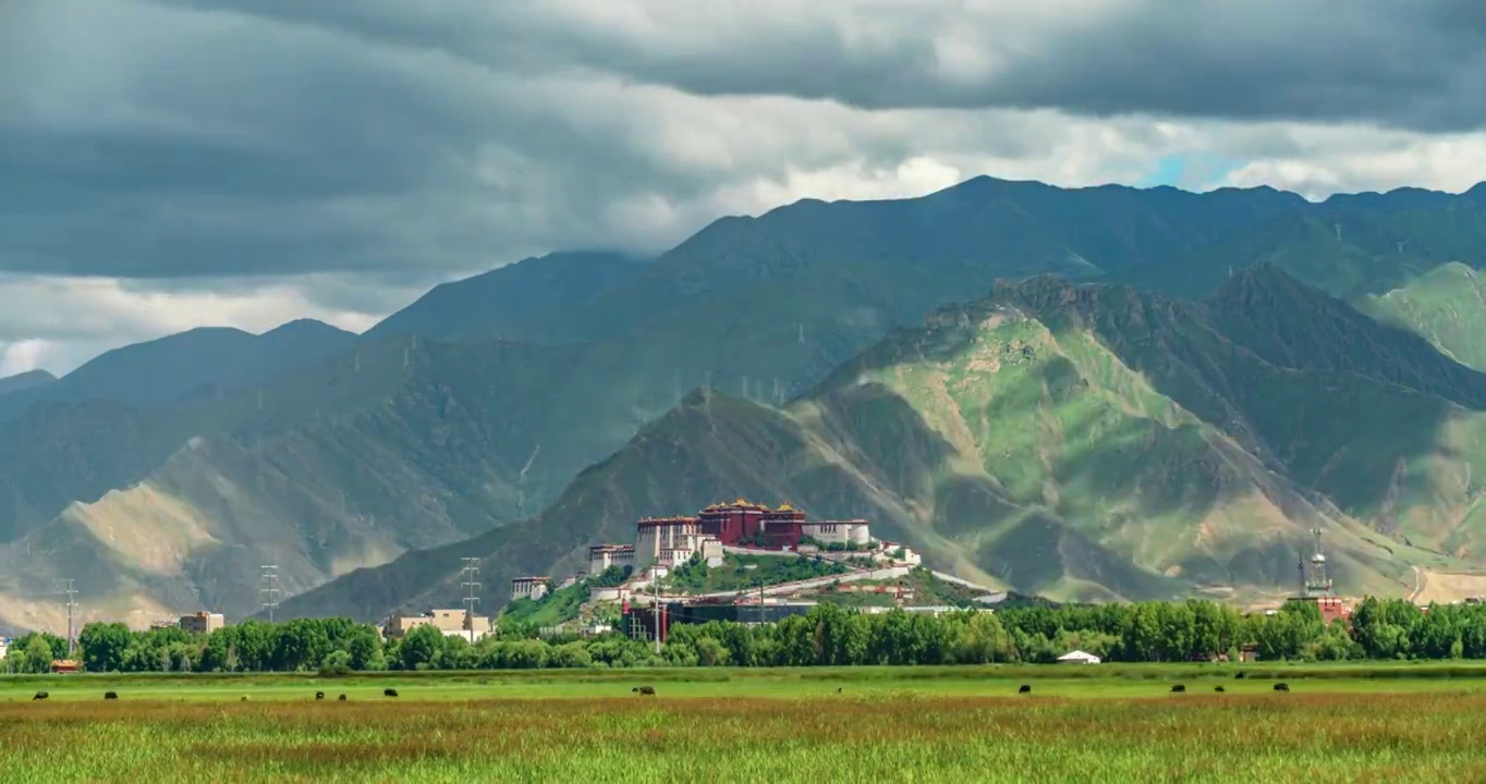 西藏拉萨市城关区拉鲁湿地公园布达拉宫夏天草地光影动物全景延时视频素材