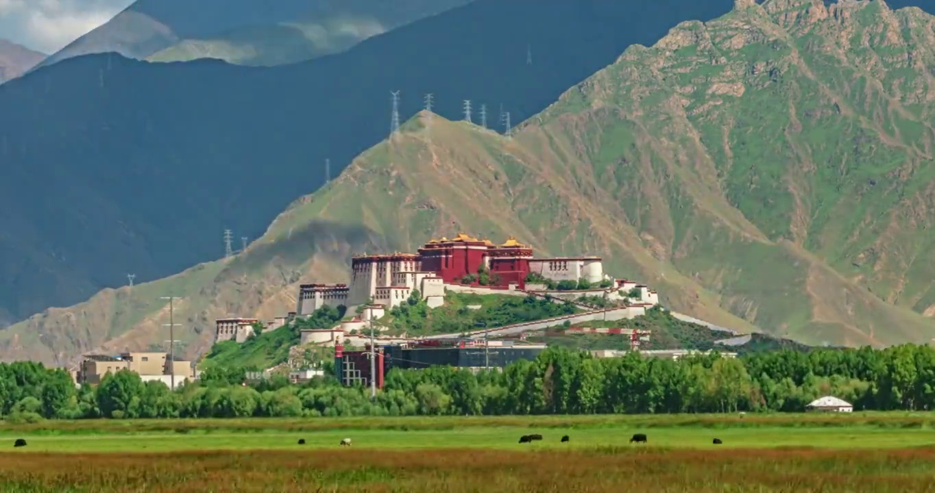 西藏拉萨市城关区拉鲁湿地公园布达拉宫夏天草地光影动物中景延时视频素材
